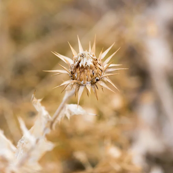 Dry bud with seeds on the plant — Stock Photo, Image