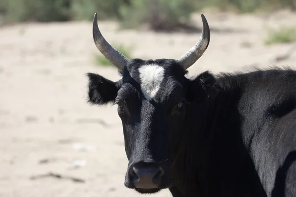 Mucca sulla natura — Foto Stock