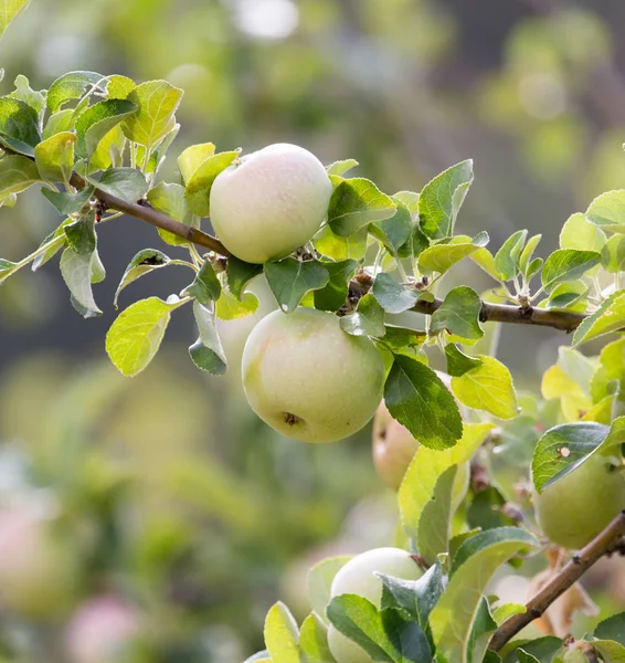 Fresh ripe green apples on tree in summer garden — Stock Photo, Image