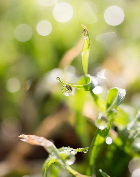 Waterdruppels op een groen gras — Stockfoto