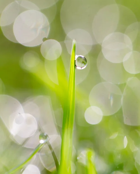 Gotas de água em uma grama verde — Fotografia de Stock