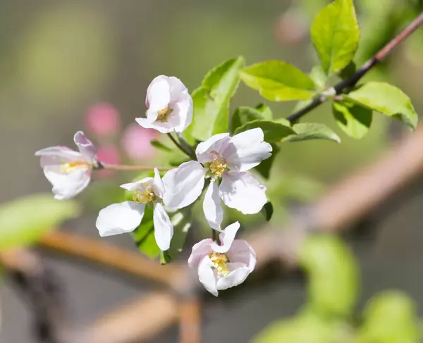 Flores en el manzano en la naturaleza —  Fotos de Stock