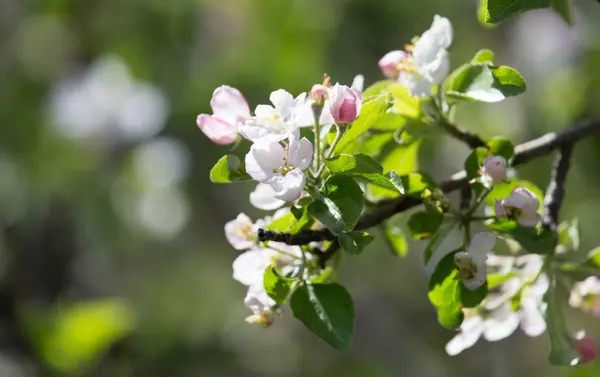 Blumen am Apfelbaum in der Natur — Stockfoto