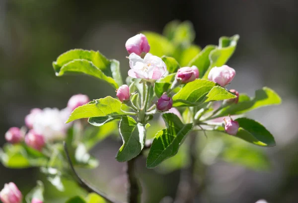 Kwiaty na jabłoń w przyrodzie — Zdjęcie stockowe
