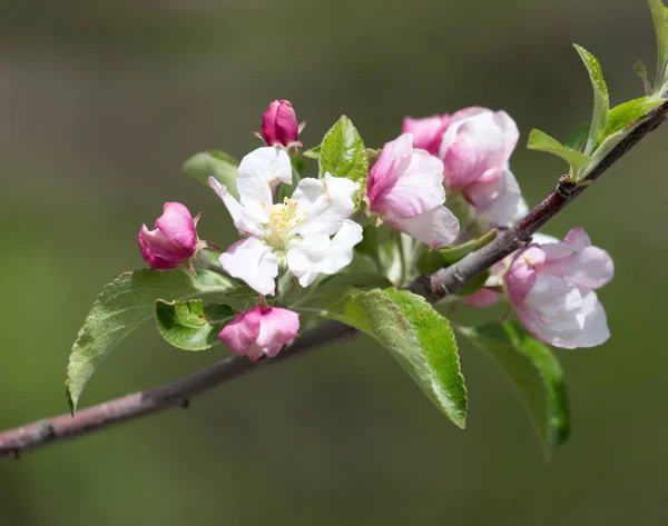 Blumen am Apfelbaum in der Natur — Stockfoto