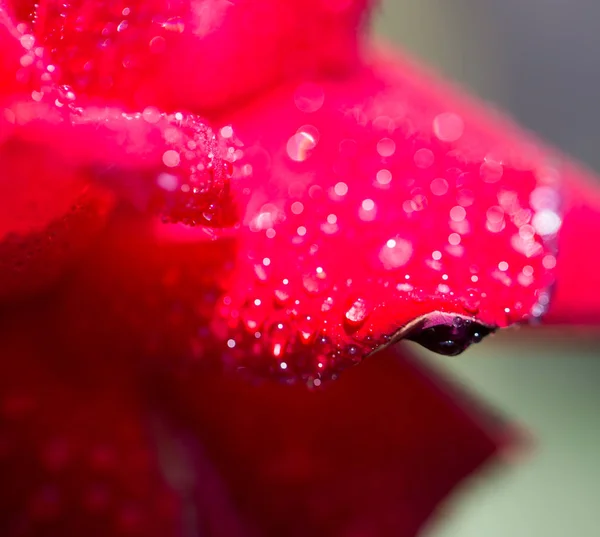 Gotas de água em uma rosa vermelha — Fotografia de Stock