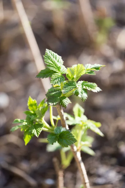Small leaves on a raspberry — Stock Photo, Image