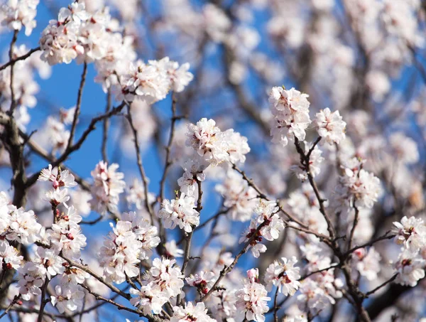 Flores de damasco na árvore — Fotografia de Stock