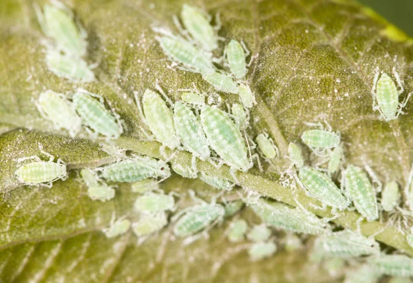 Pulgões em uma folha verde. fechar — Fotografia de Stock