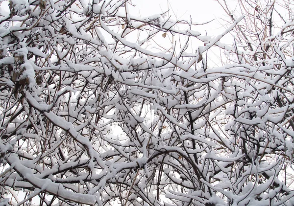 Śnieg na gałęziach drzewa — Zdjęcie stockowe