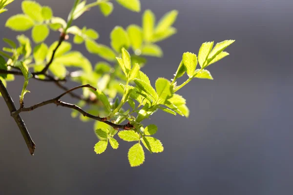 Las hojas pequeñas a la frambuesa — Foto de Stock