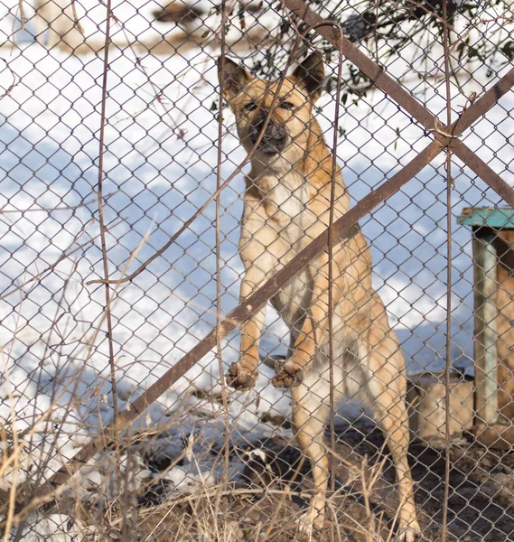 Angry dog behind a fence — Stock Photo, Image