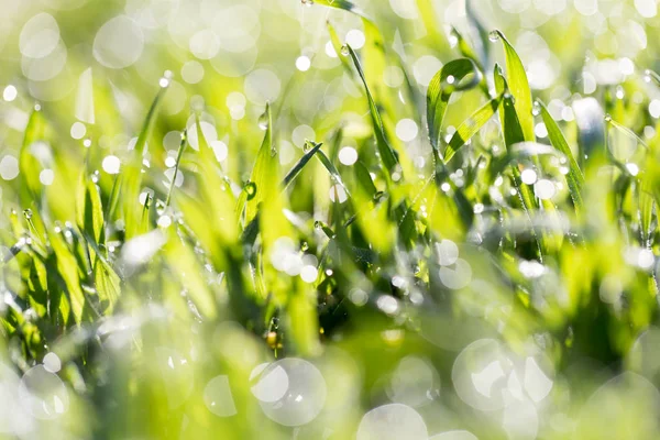 Dew drops on green grass in nature — Stock Photo, Image