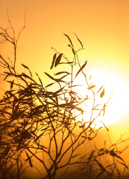 Baum vor dem Hintergrund eines wunderschönen Sonnenaufgangs — Stockfoto