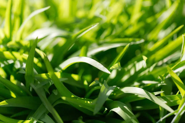 Grasblätter in der Natur. Makro — Stockfoto