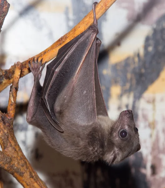 Bat v zoo — Stock fotografie