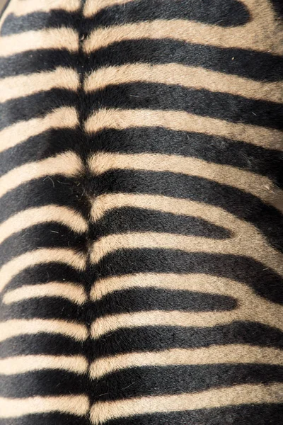 Detail eines schwarz-weißen Streifens auf einem Zebrafell — Stockfoto