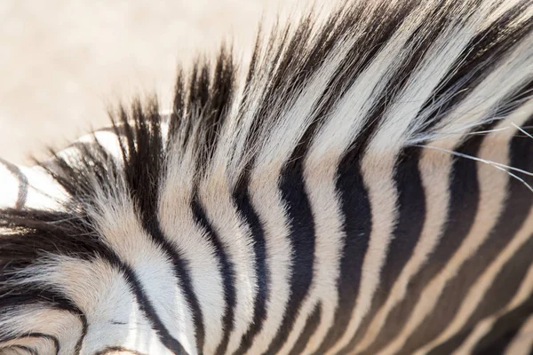 Деталь черно-белых полос на коже зебры — стоковое фото
