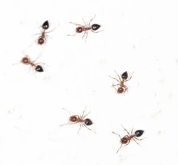 Hormigas en una pared blanca — Foto de Stock