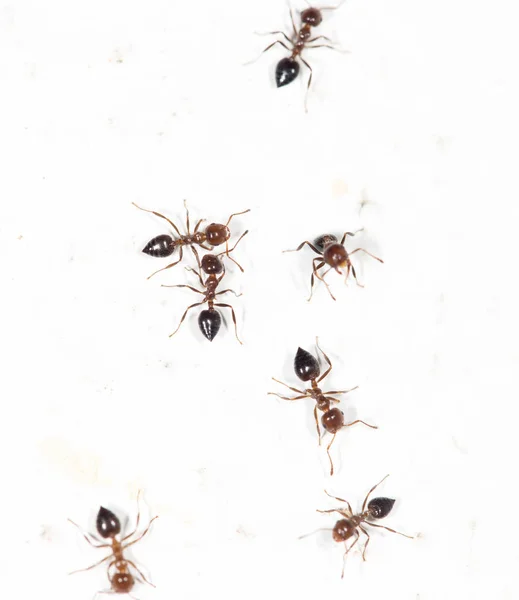 Hormigas en una pared blanca — Foto de Stock