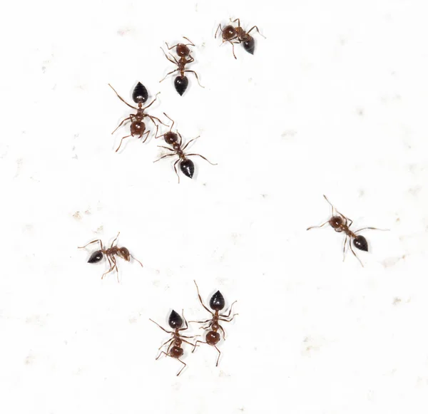 Hormigas en una pared blanca —  Fotos de Stock