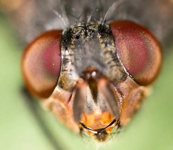 Estudio agudo y detallado extremo de la cabeza de mosca apilada de muchas tomas tomadas con lente de microscopio — Foto de Stock