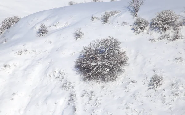 Albero invernale in natura — Foto Stock