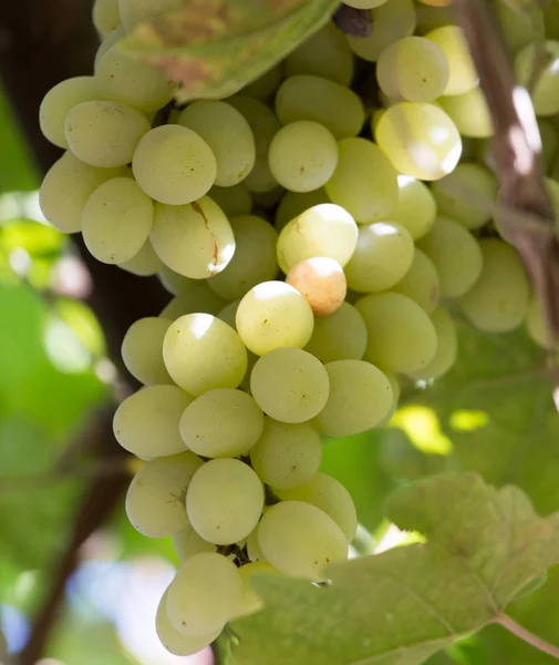 Rijpe druiven op de aard — Stockfoto