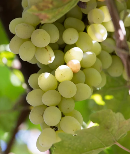 Uvas maduras na natureza — Fotografia de Stock