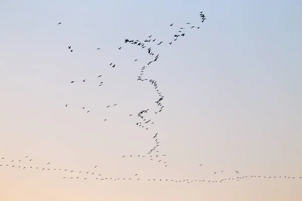 Un troupeau d'oiseaux au coucher du soleil — Photo