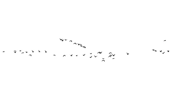 Troupeau d'oiseaux sur fond blanc — Photo