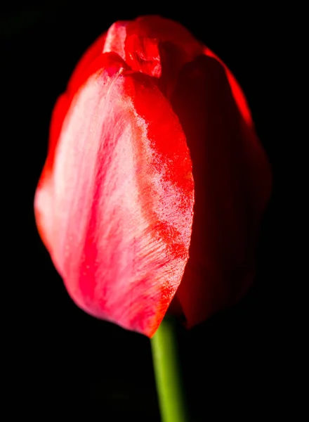 Tulipa vermelha em um fundo preto — Fotografia de Stock