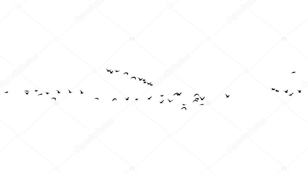 flock of birds on a white background