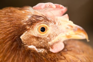 Kırmızı tavuk kafa yakın çekim