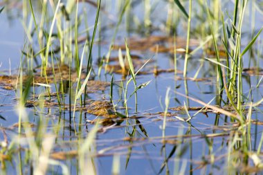Doğadaki gölün sularında sazlar.