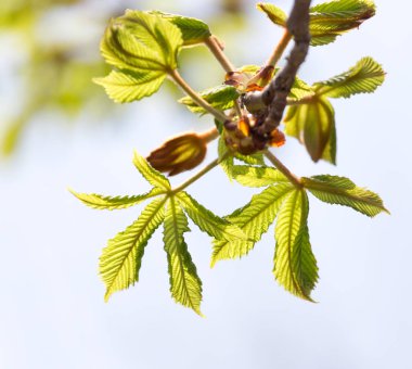 doğada bir kestane ağacı dalı genç yapraklarda