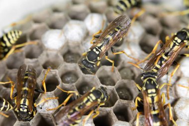 Arı kovanlarını üzerinde