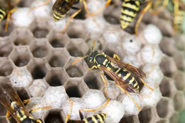 Arı kovanlarını üzerinde