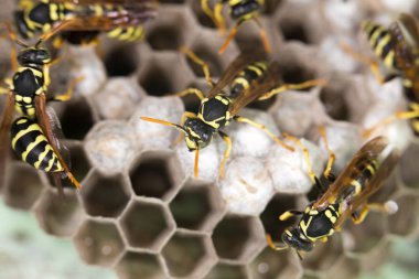 Arı kovanlarını üzerinde