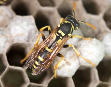 Arı kovanlarını üzerinde