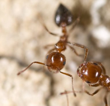 yerde karınca. Super makro