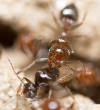 yerde karınca. Super makro