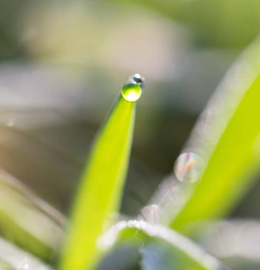 Çimlerin üzerindeki çiy tanesi