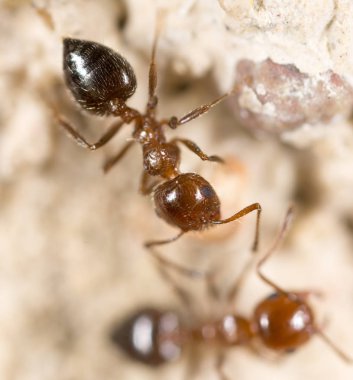 yerde karınca. Super makro