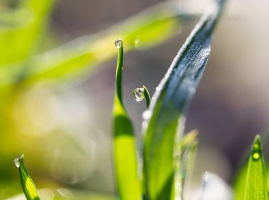 Çimlerin üzerindeki çiy tanesi