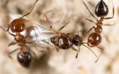 yerde karınca. Super makro