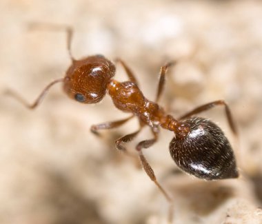 yerde karınca. Super makro