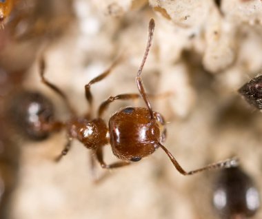 yerde karınca. Super makro