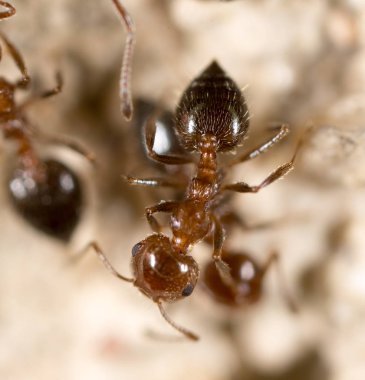 yerde karınca. Super makro