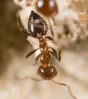 yerde karınca. Super makro